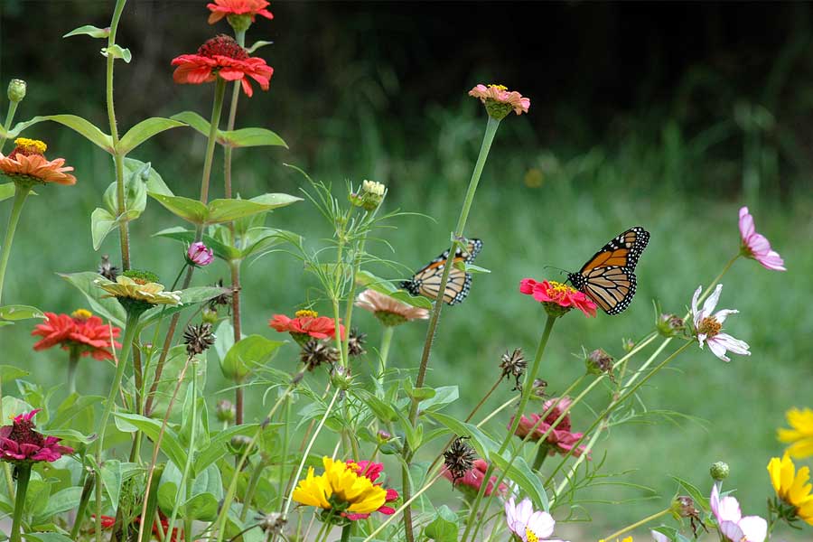 butterflies on abundant colourful flowers in garden