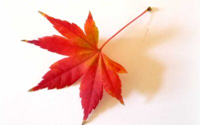 Our Wellbeing, Our Priority