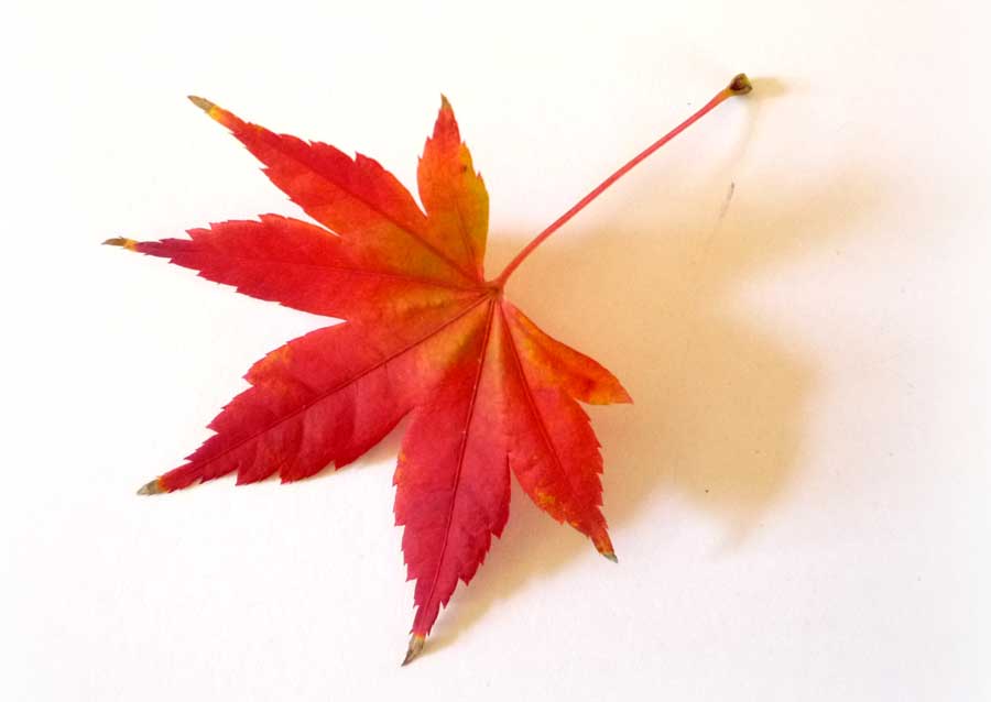 Our Wellbeing, Our Priority